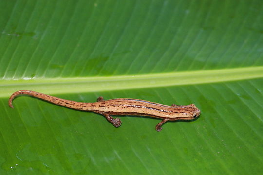 Image of Cukra Climbing Salamander