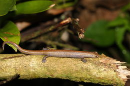 Image of Salamandra De Mombacho