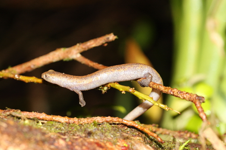 Image of Salamandra De Mombacho