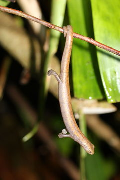 Image of Salamandra De Mombacho