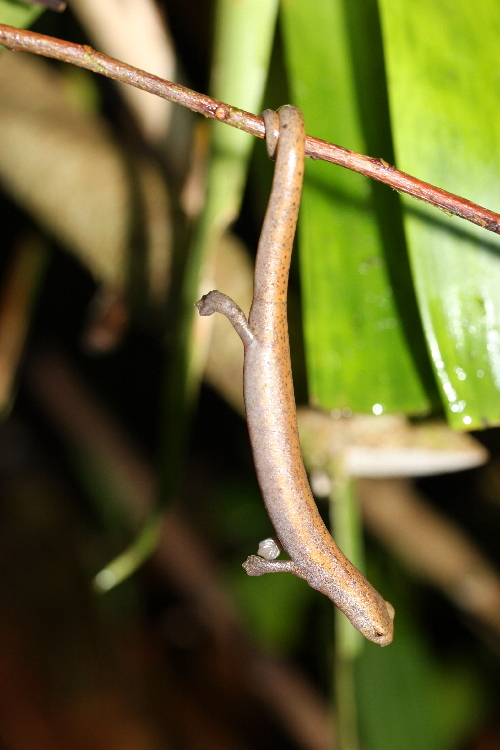 Image of Salamandra De Mombacho