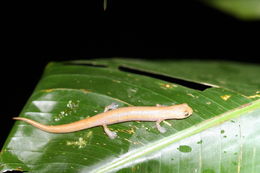 Image of Salamandra De Mombacho