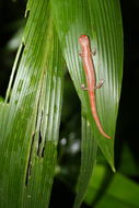 Image of Salamandra De Mombacho