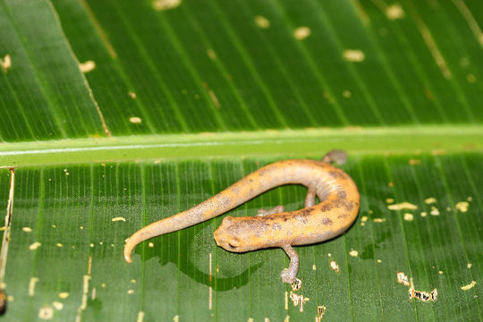 Bolitoglossa mombachoensis Köhler & McCranie 1999 resmi