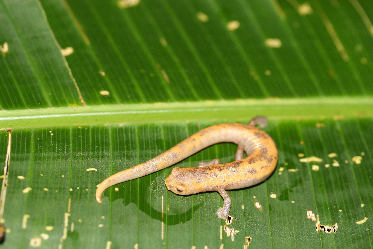 Image of Salamandra De Mombacho