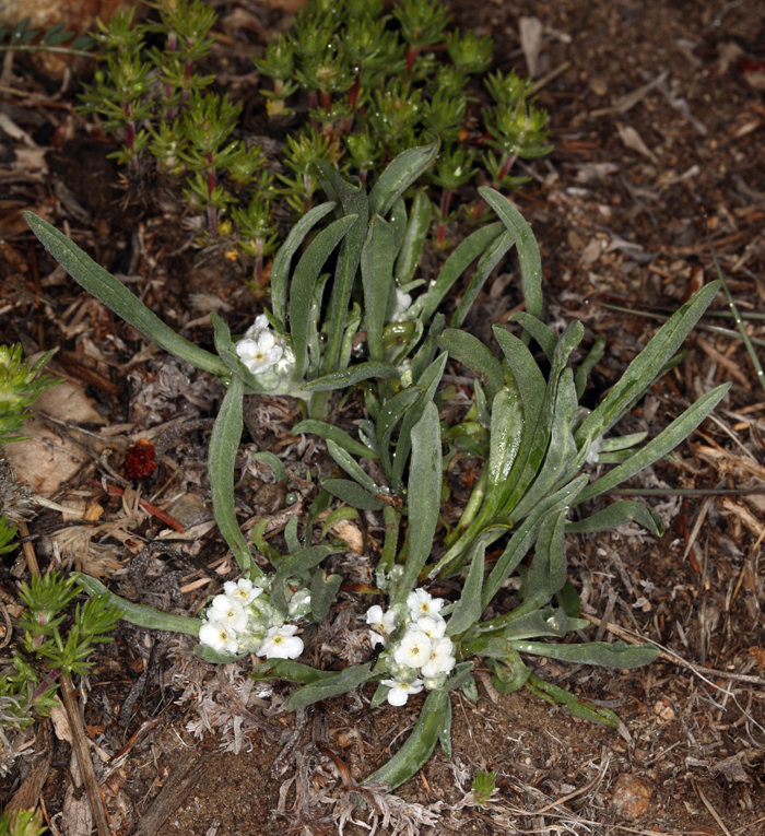 صورة <i>Cryptantha cinerea</i> var. <i>abortiva</i>