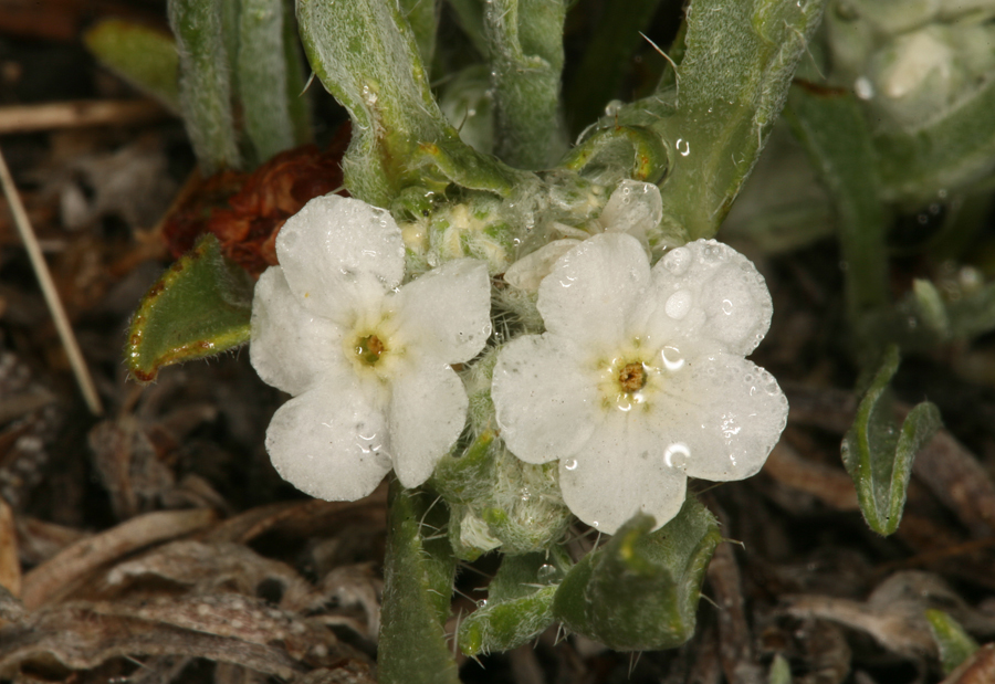 صورة <i>Cryptantha cinerea</i> var. <i>abortiva</i>