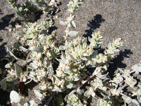 Image of beach saltbush