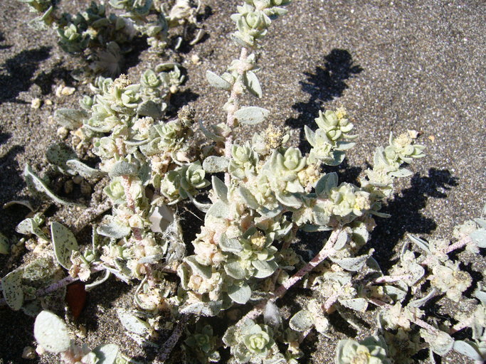 Imagem de Atriplex leucophylla (Moq.) D. Dietr.