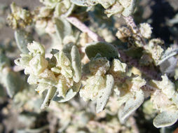 Imagem de Atriplex leucophylla (Moq.) D. Dietr.