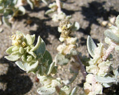 Image of beach saltbush