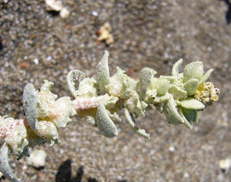 Image of beach saltbush