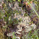 Image of felt lichen