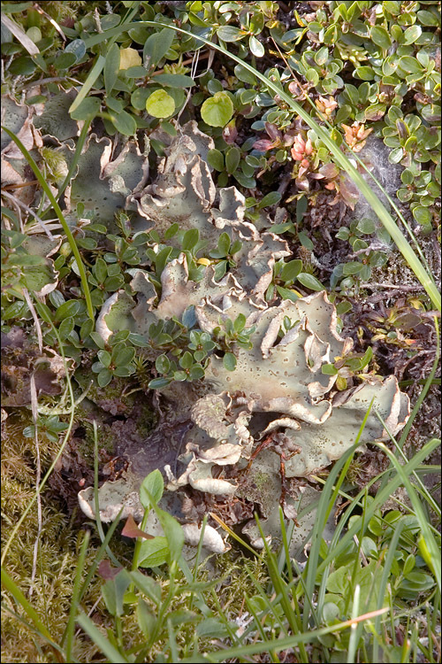 Image of felt lichen