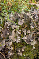 Image of felt lichen