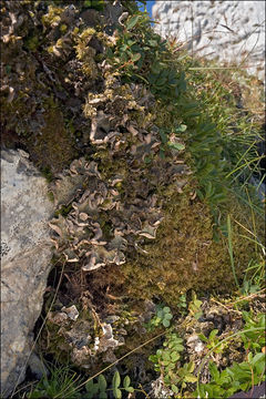 Image of felt lichen