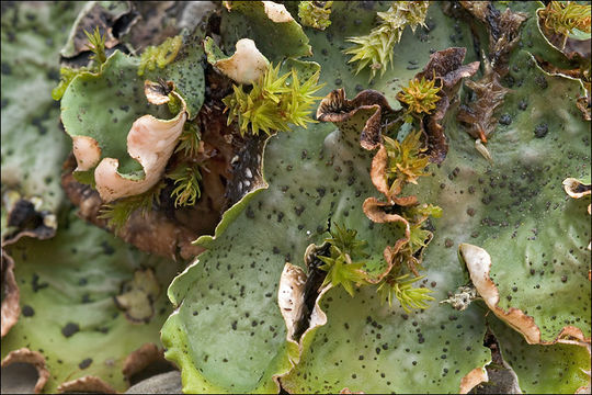 Image of felt lichen