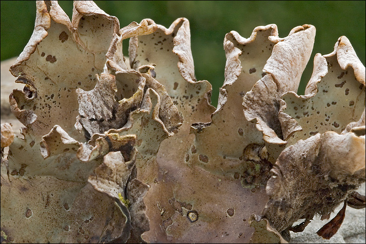 Image of felt lichen