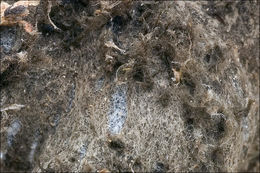 Image of felt lichen