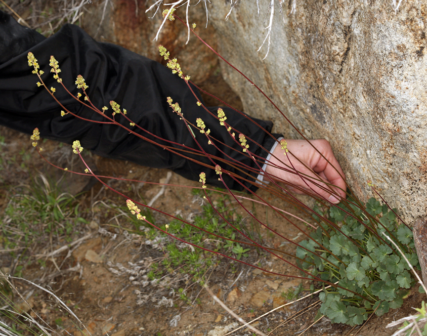 Image of littleleaf alumroot