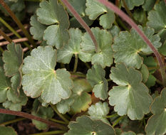 Image of littleleaf alumroot