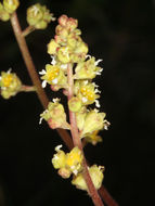 Image of littleleaf alumroot