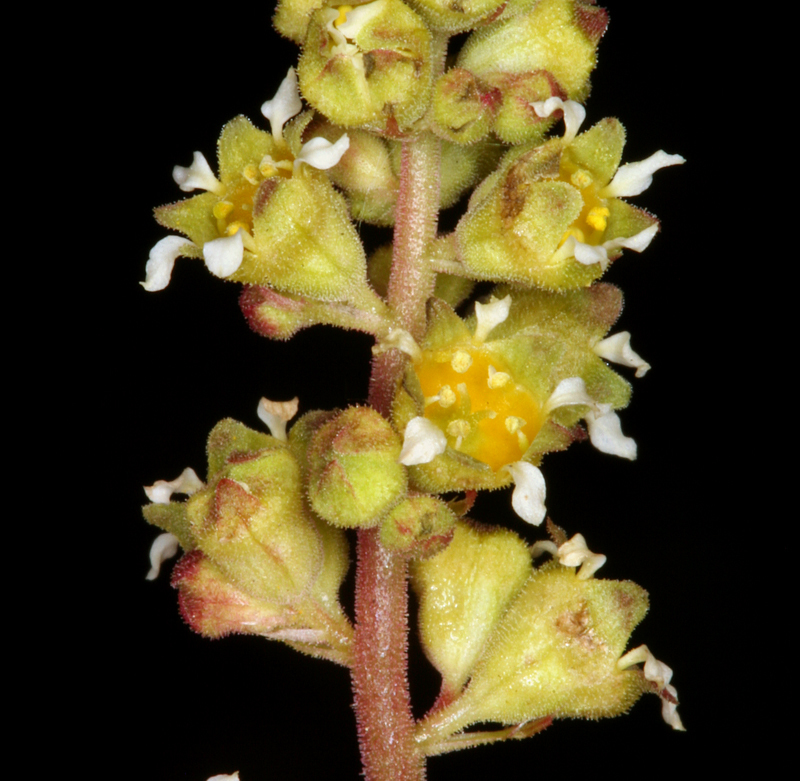 Image of littleleaf alumroot