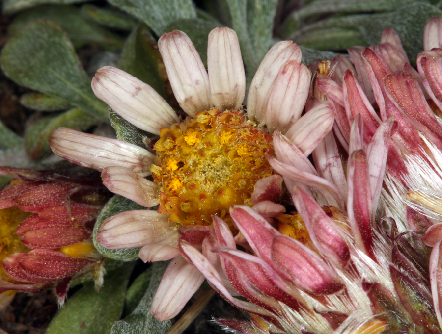 Image of tufted Townsend daisy