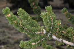 Image de Pin Bristlecone