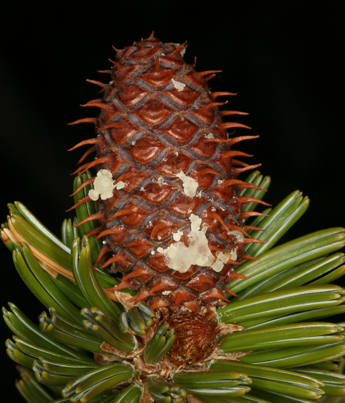 Image de Pin Bristlecone