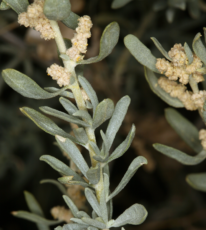 Image of fourwing saltbush