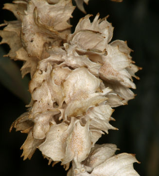 Image of fourwing saltbush