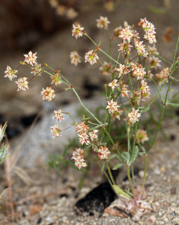 Image of spotted buckwheat