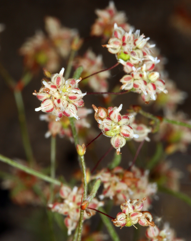 Image of spotted buckwheat