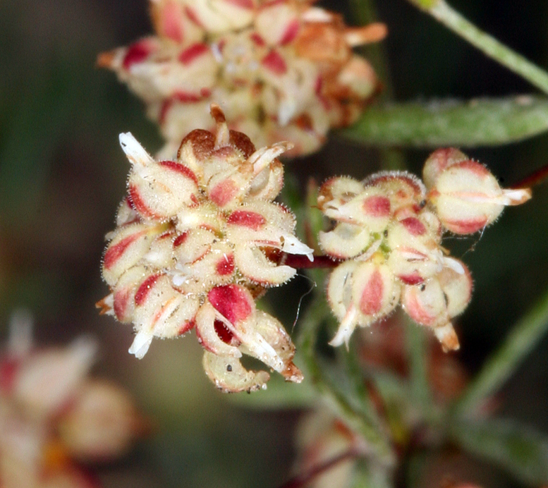 Image of spotted buckwheat