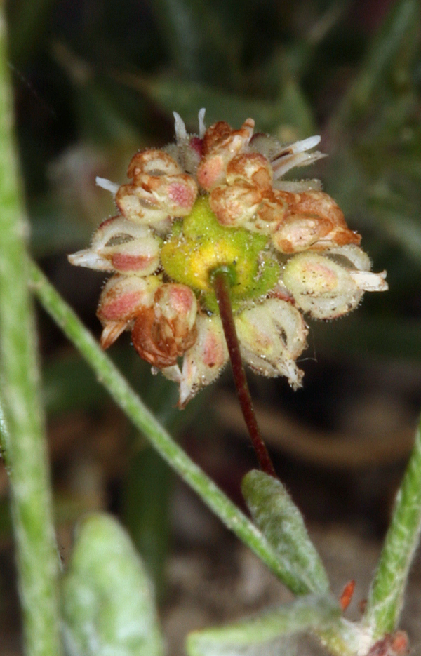 Image of spotted buckwheat