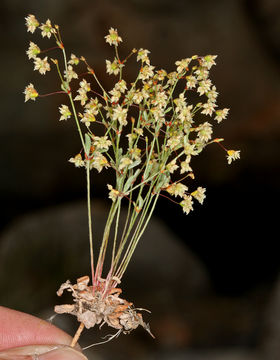 Image of spotted buckwheat