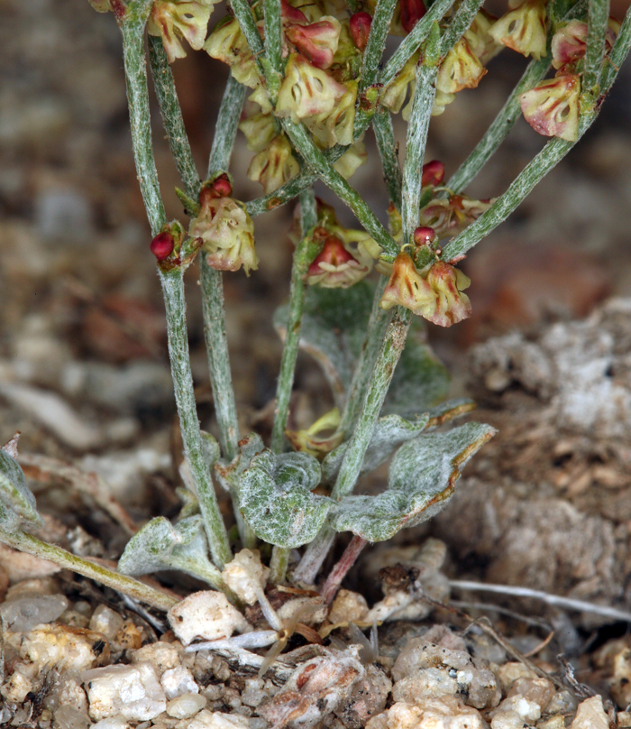 Imagem de Eriogonum nidularium Coville