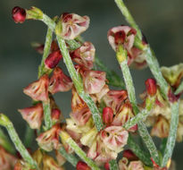 Imagem de Eriogonum nidularium Coville