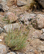 Image of Eastern Mojave buckwheat