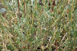 Image of Eastern Mojave buckwheat