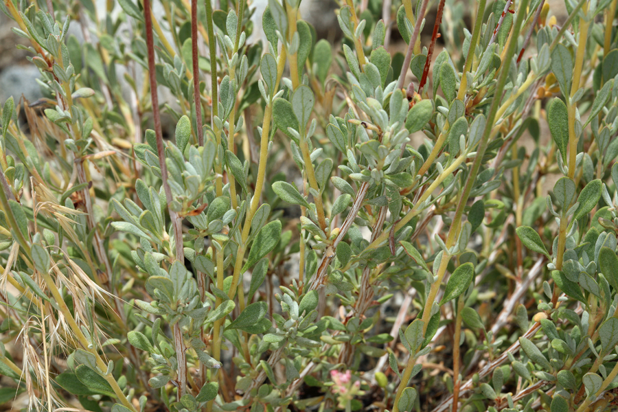 Image of Eastern Mojave buckwheat