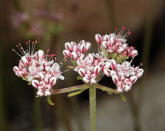 Image of Eastern Mojave buckwheat