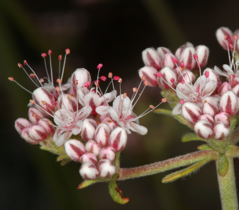 Image of Eastern Mojave buckwheat