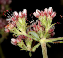 Image of Eastern Mojave buckwheat