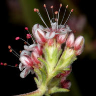 Image of Eastern Mojave buckwheat