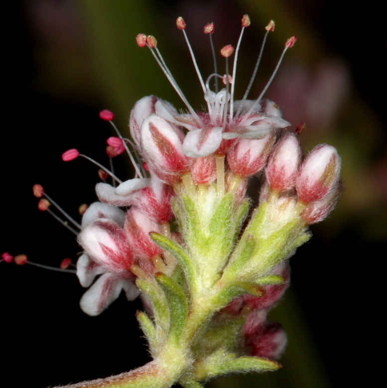 Image of Eastern Mojave buckwheat