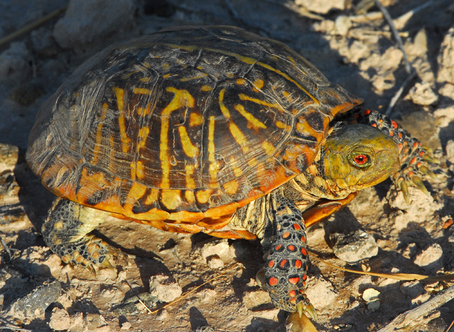 Image of Ornate Box Turtle