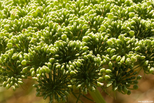 Visnaga daucoides Gaertn. resmi