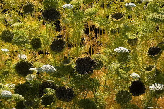 Imagem de Visnaga daucoides Gaertn.